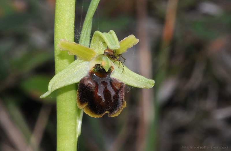 Orchidee del Chianti - Ophrys sphegodes e altre...